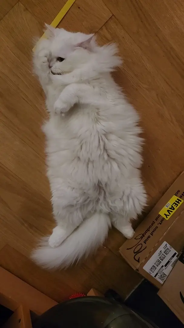 MrrMrr.exe stopped working