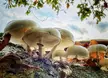 Mushroom scene 