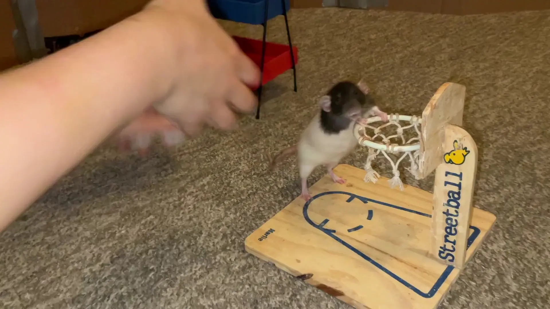 My awesome dwarf rat Toast practicing some ratsketball!