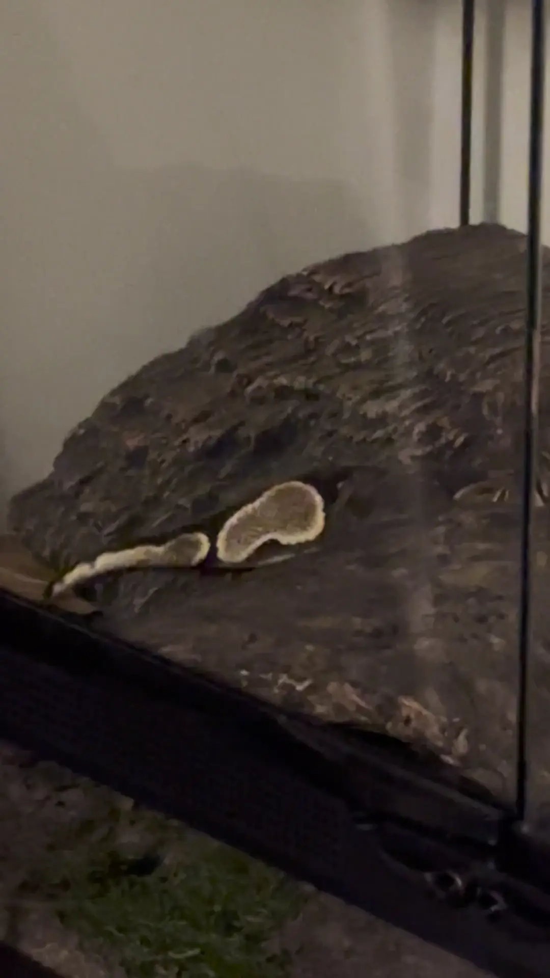 My ball python wagging tail while feeding