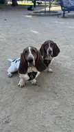 My bassets and their different ear sizes