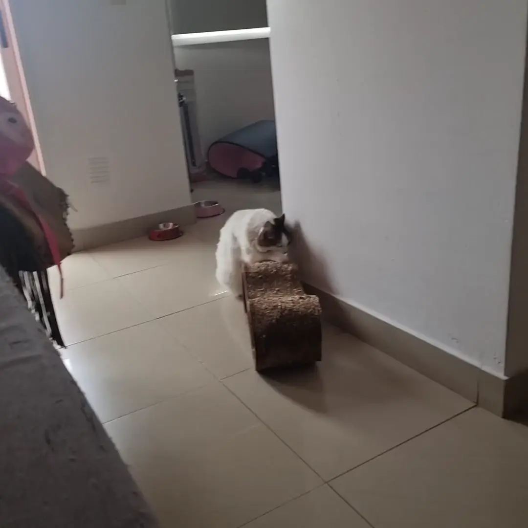 my beaver 🦫✨️