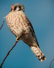 My best look at an American kestrel 