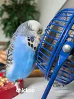 My bird went missing an hour or two ago, now what?