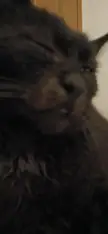 My black cats blep