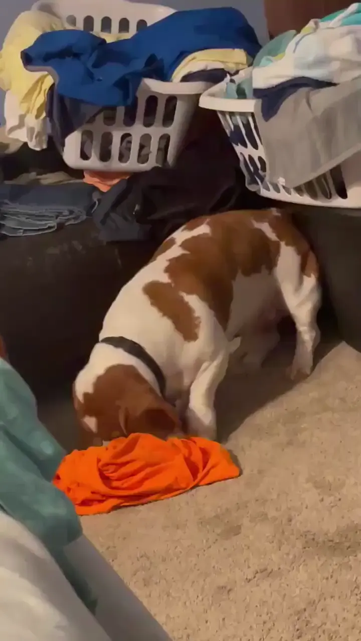 My boy Duke