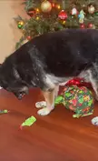 My boy opening his present today! 