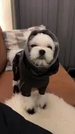 My boy Yoshi looking handsome in his winter clothing 🥰❄️