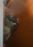 my brother's cat is playing with Mimikyu