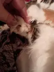 My cat has a dog on her paw!