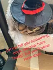 My cat is actually a discord mod 