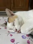 My cat Meowmeow’s blep
