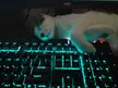 my cat programm