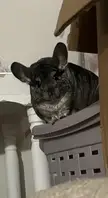 My chinchilla has stopped eating his treats should I be worried?