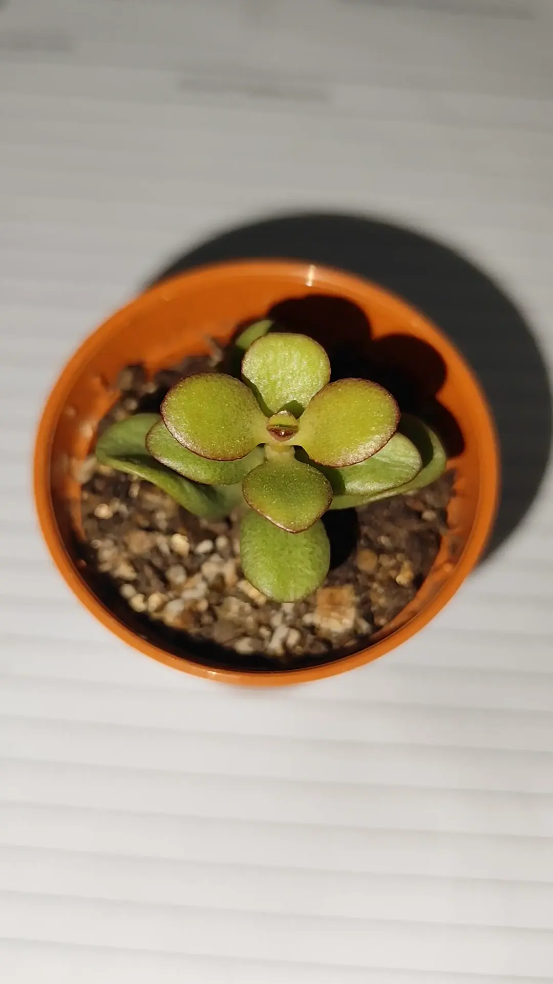 My Crassula Ovata Have Super Wrinkle Leaves Thou The Top Leaves Are my-crassula-ovata-have-super-wrinkle-leaves-thou-the-top-leaves-are