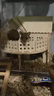 My deer mouse passed away