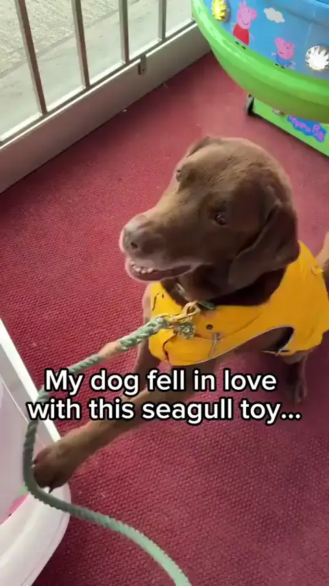 My dog fell in Love with this seagull toy.