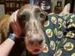 My Dog: hey…so…I’m starving to death. Could you stop your show for just a sec to grab some cookies before I perish?