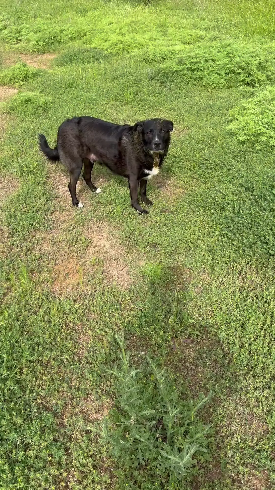 Image showcasing My dog was allowed in a cow pasture for the first time…never again ...