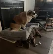 My dogs are weird…