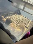 My ducks may not be in a row but my rats sure are