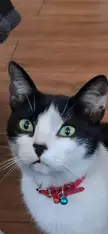 My Epic simetric Face Tuxedo, half mouth black, half white, with black nose 🥰🥰🤣🤣🤣