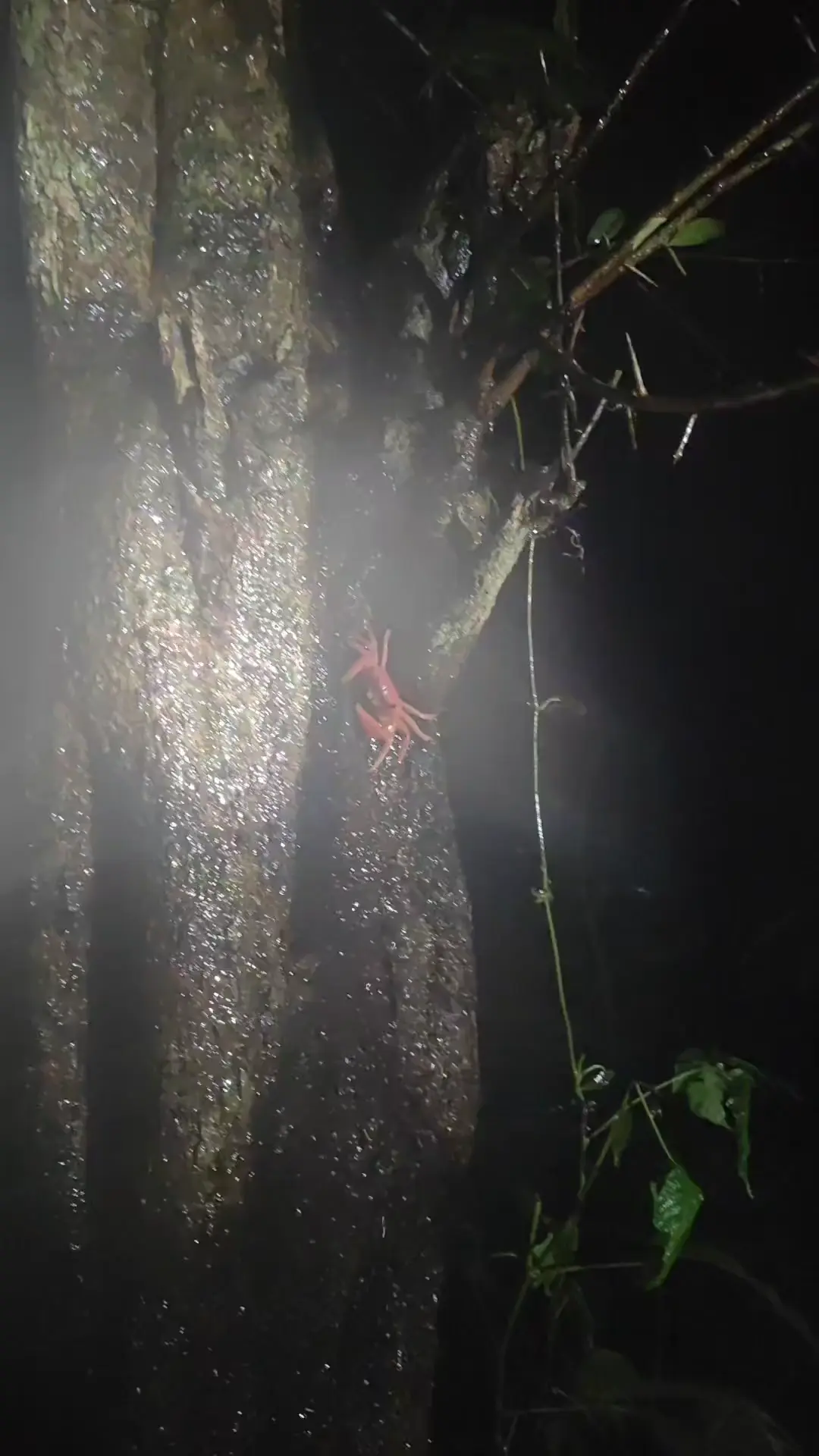 My favourite type of ghanti 