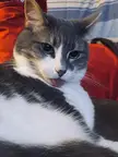 My First Blep Post Was Taken Down (unknown reason) But This Guy Is A Blep Machine!