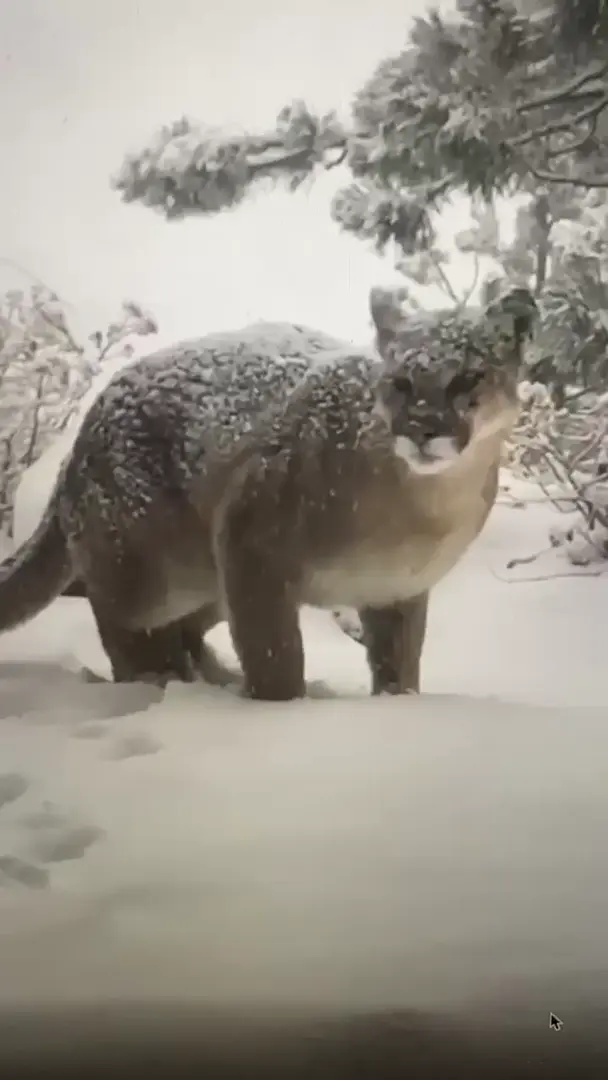 My GFs neighbors had a visitor yesterday (Boulder, CO)