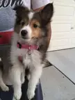 My girl as a pup! 