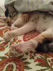 My girl's small and her little feet are totally edible! (Only 3 because she's an amputee & yes, one paw still has scars)