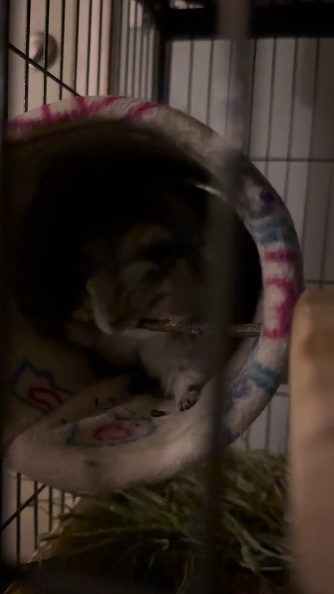 My honors chinchilla haha 