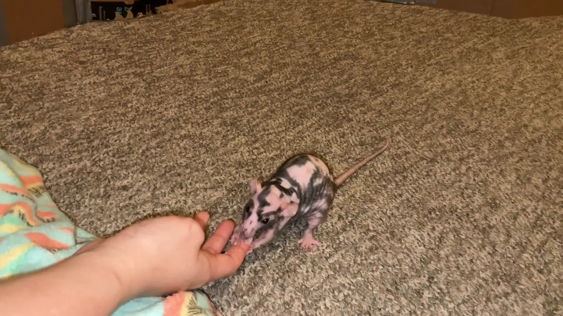 littlebuddies