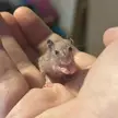 My little guy Freckles says hello!