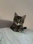 My little kitten