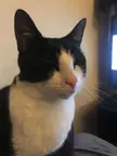 My little tuxedo 