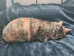 My loaf has collapsed once again