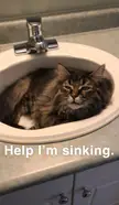 My Mom Sends Me Morning Pics of Her Cat, and His Favorite Spot Is the Sin