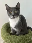 my mustache tuxie!