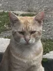 My neighbour's cat... he always has a resting pussy face