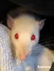 My new baby girl rattie Expresso