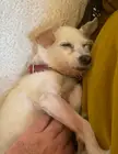 My old chi mix drifting off during belly rubs