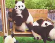 My panda gang