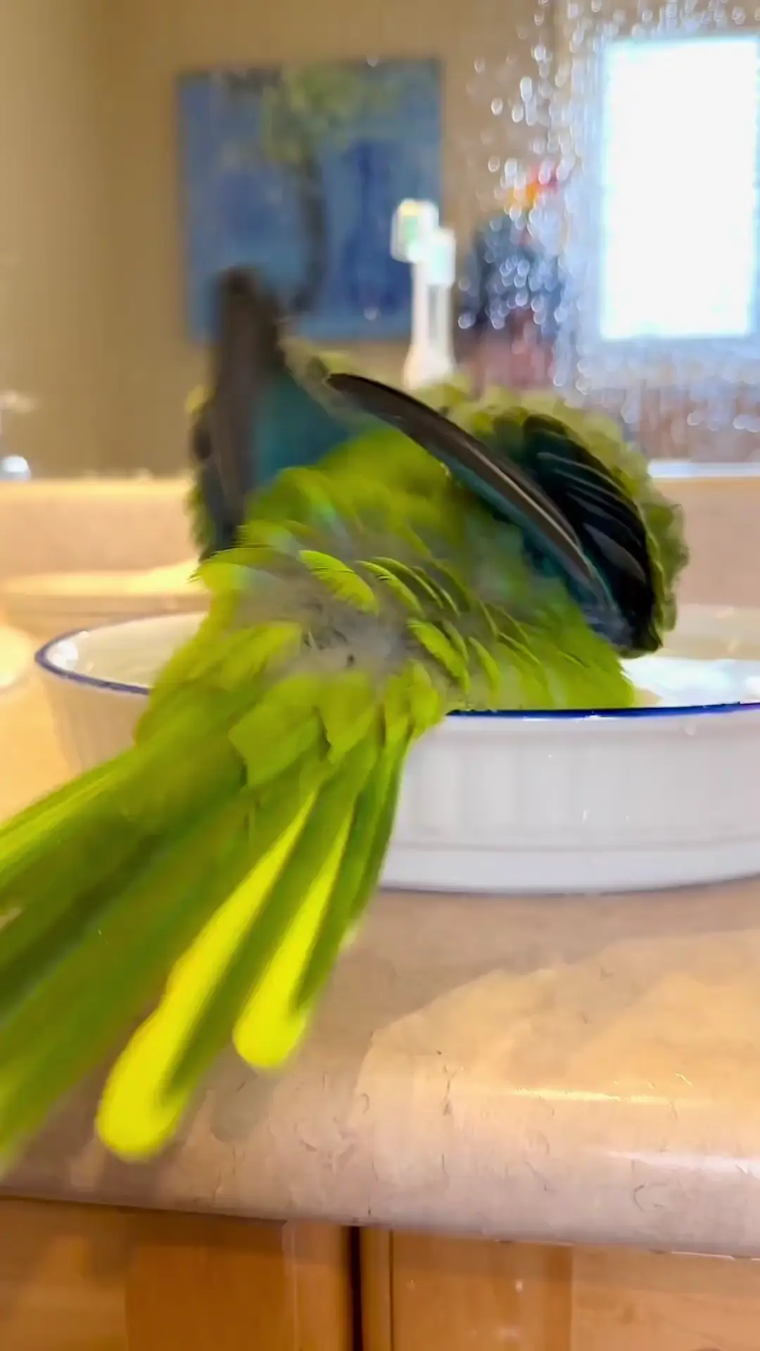 My Parrot Turns HUGE While Taking Her Bath 😂 