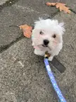My pippin’s first walk