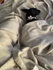 My puppy all tucked in after chasing squirrels in the yard 