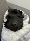 My Puppy Burrito