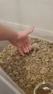 My rats seem to think my fingers are food or nips how do I stop this