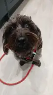 My silly girl (Kira)
