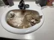 My sink gremlin